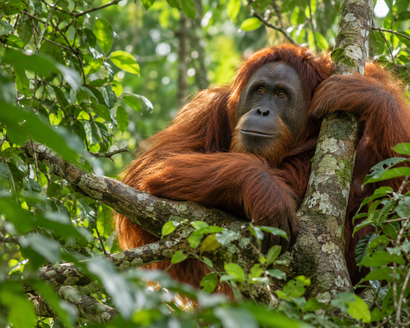 A playful young orangutan climbing ropes on a tree in a lush forest setting.