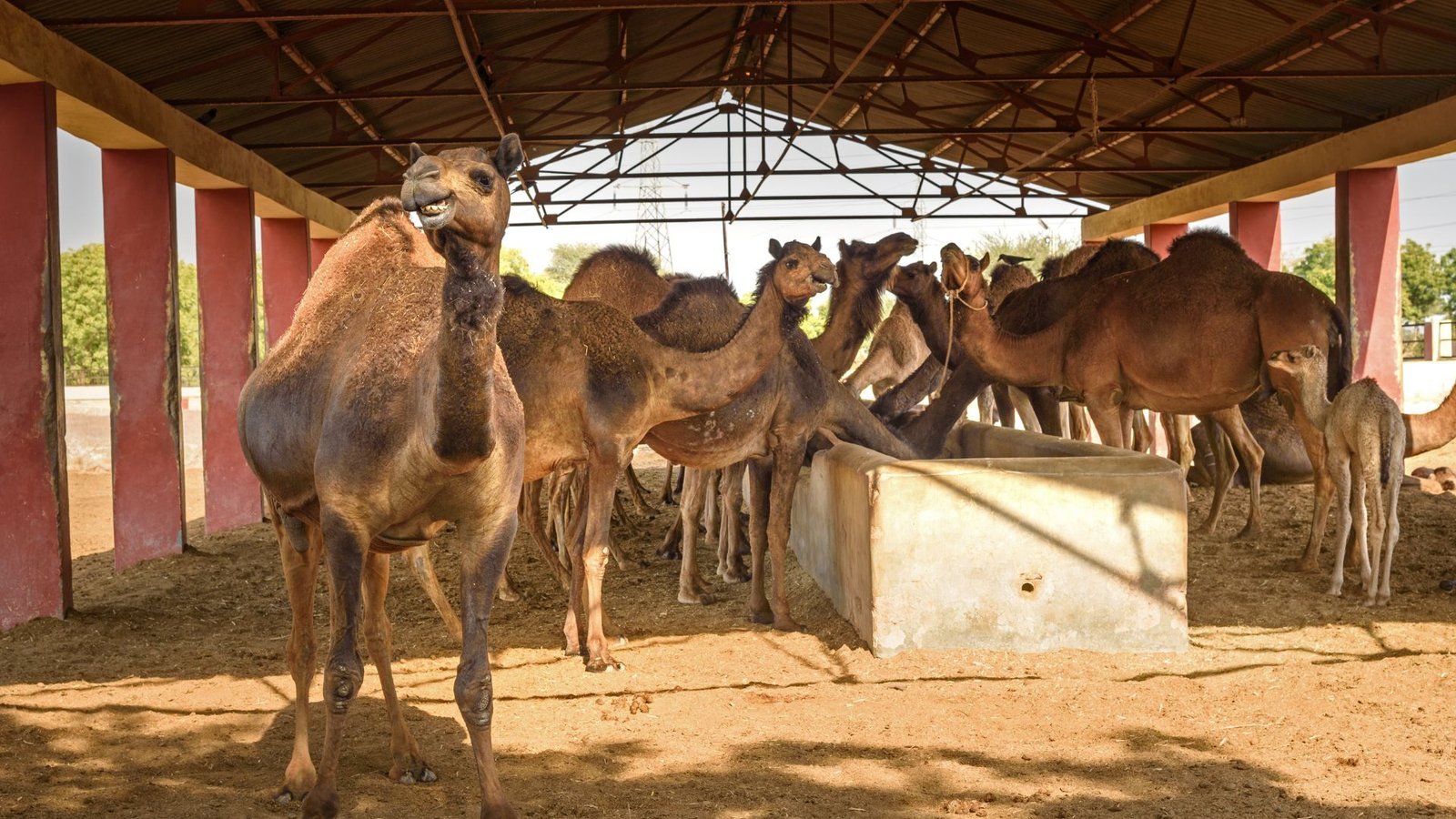 Camels in Bikaner, Rajasthan
