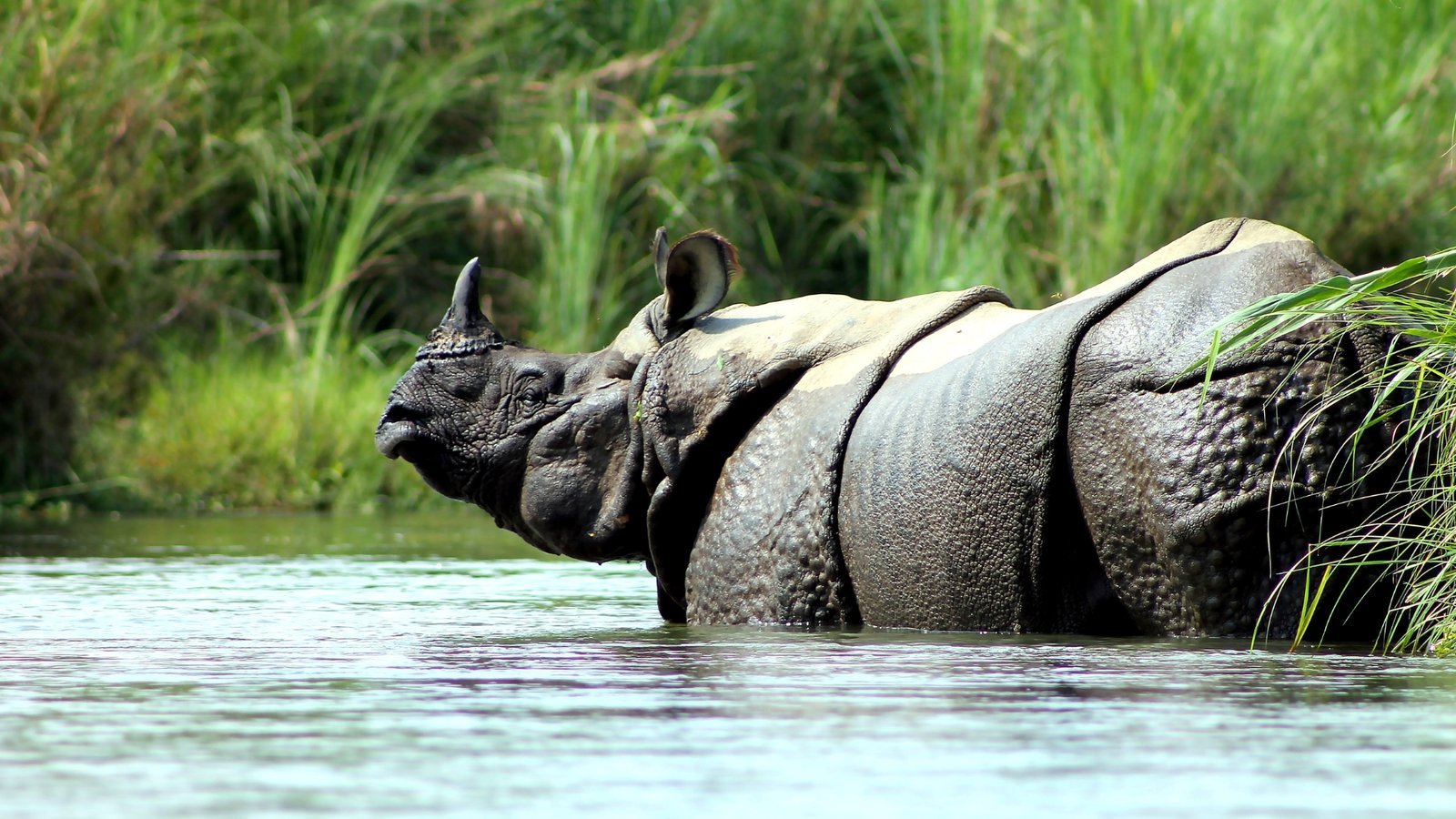 Wildlife in Chitwan National Park, Nepal