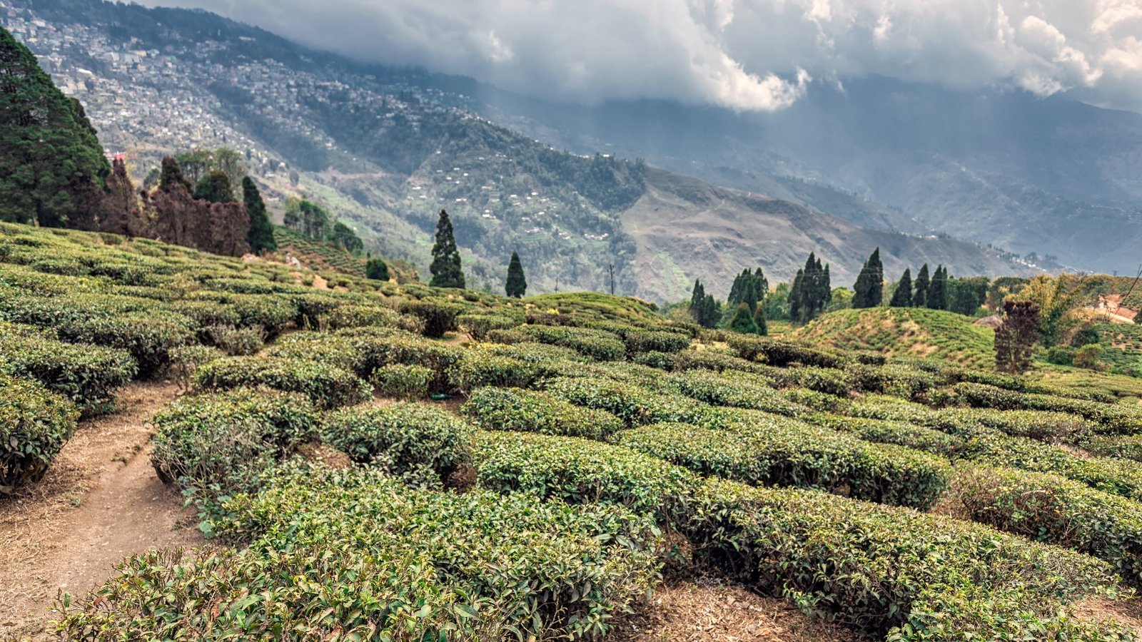 Tea plantations in Darjeeling