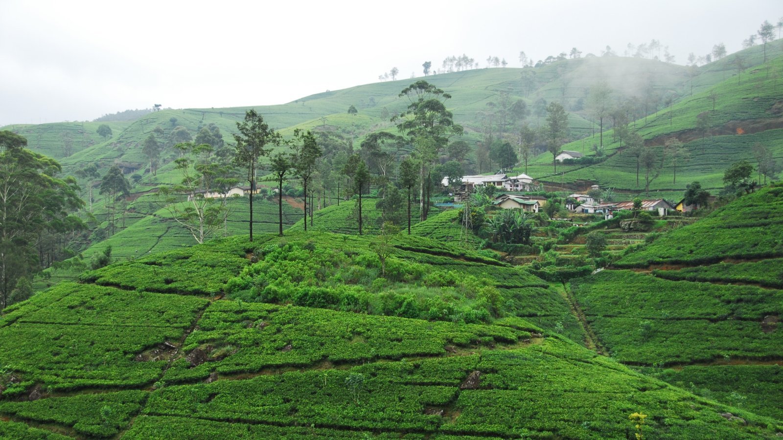 Hill country at Nuwara Eliya, Sri Lanka