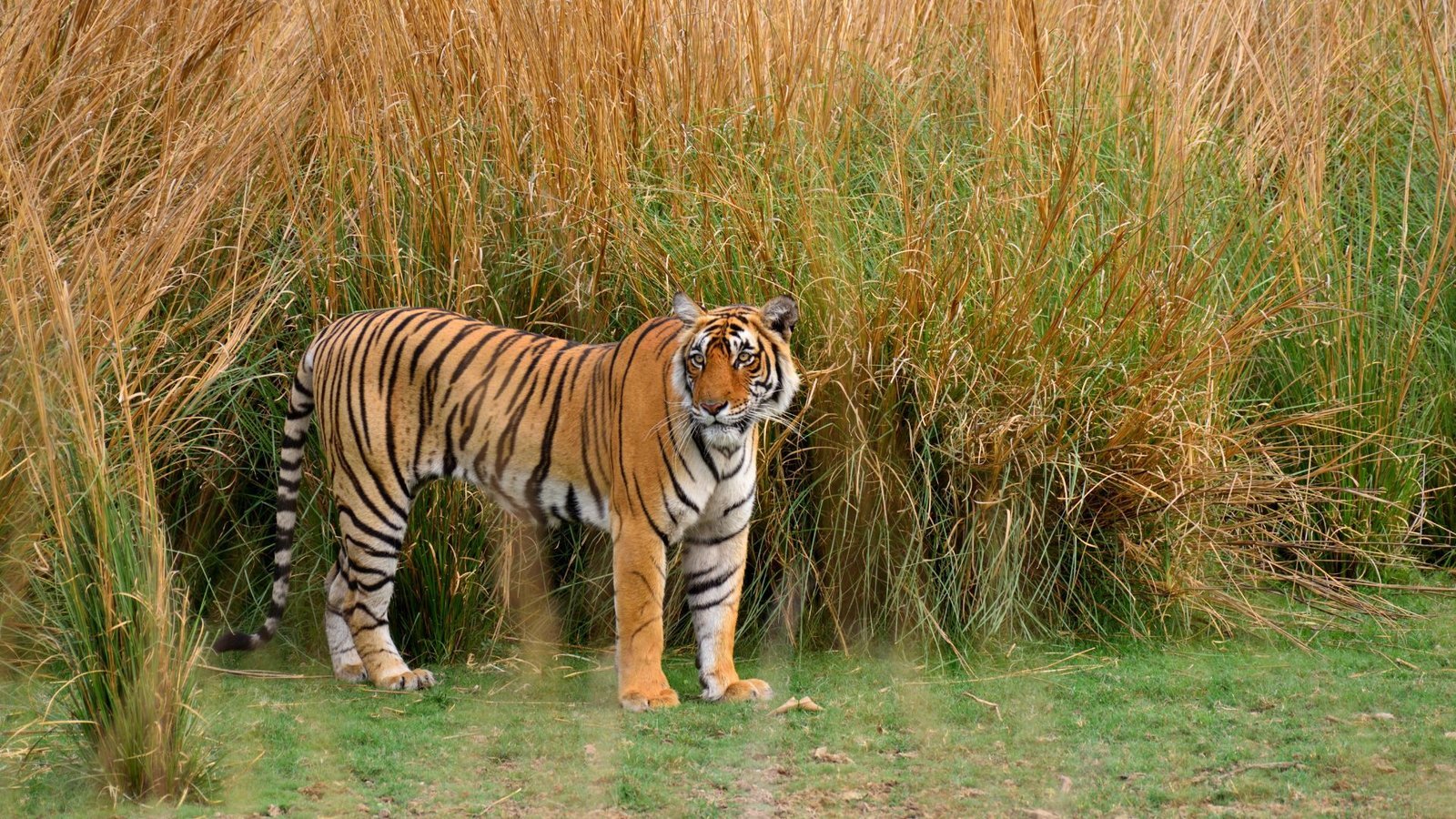 Wildlife in Ranthambore National Park