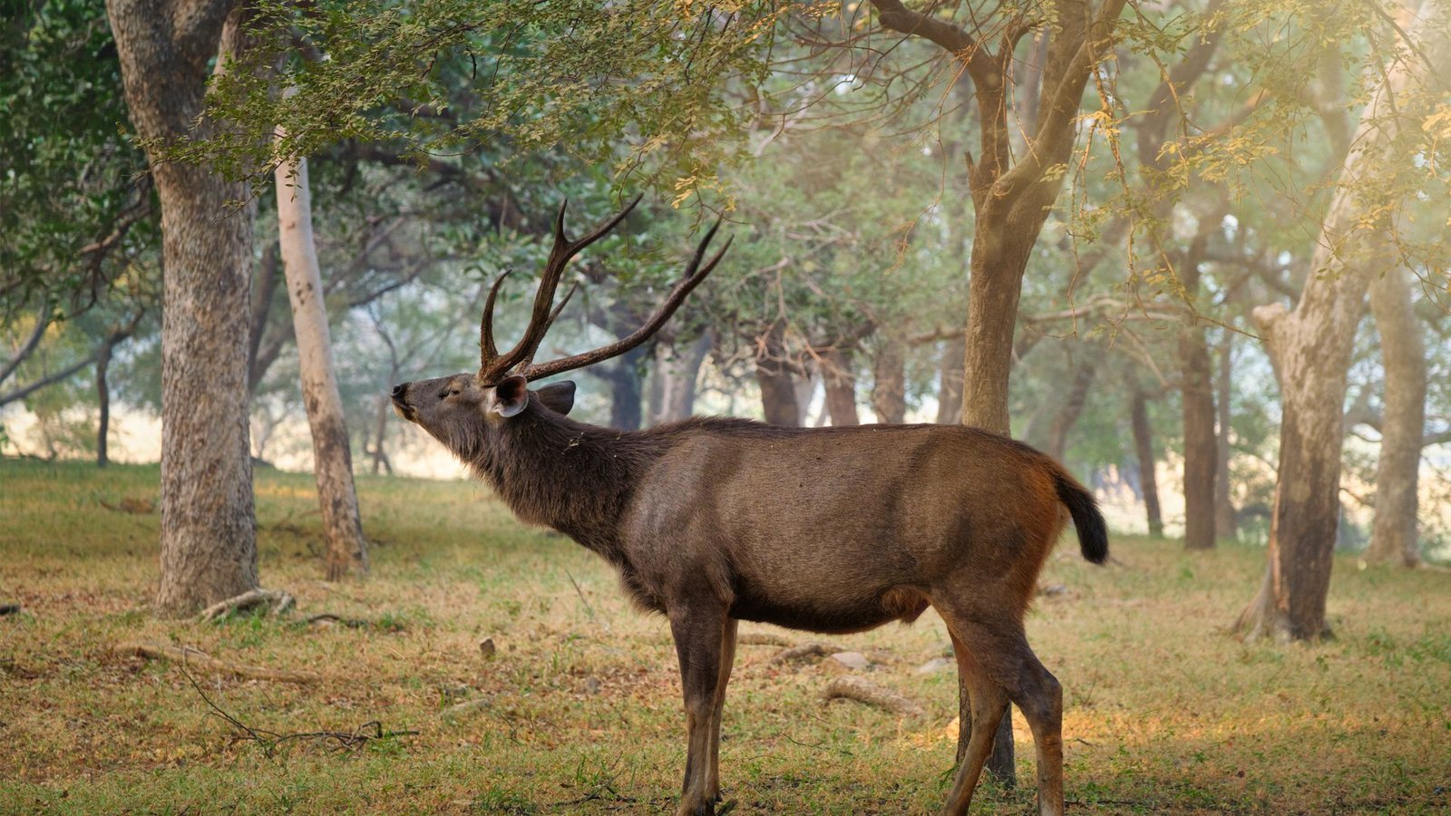Wildlife in Ranthambore National Park