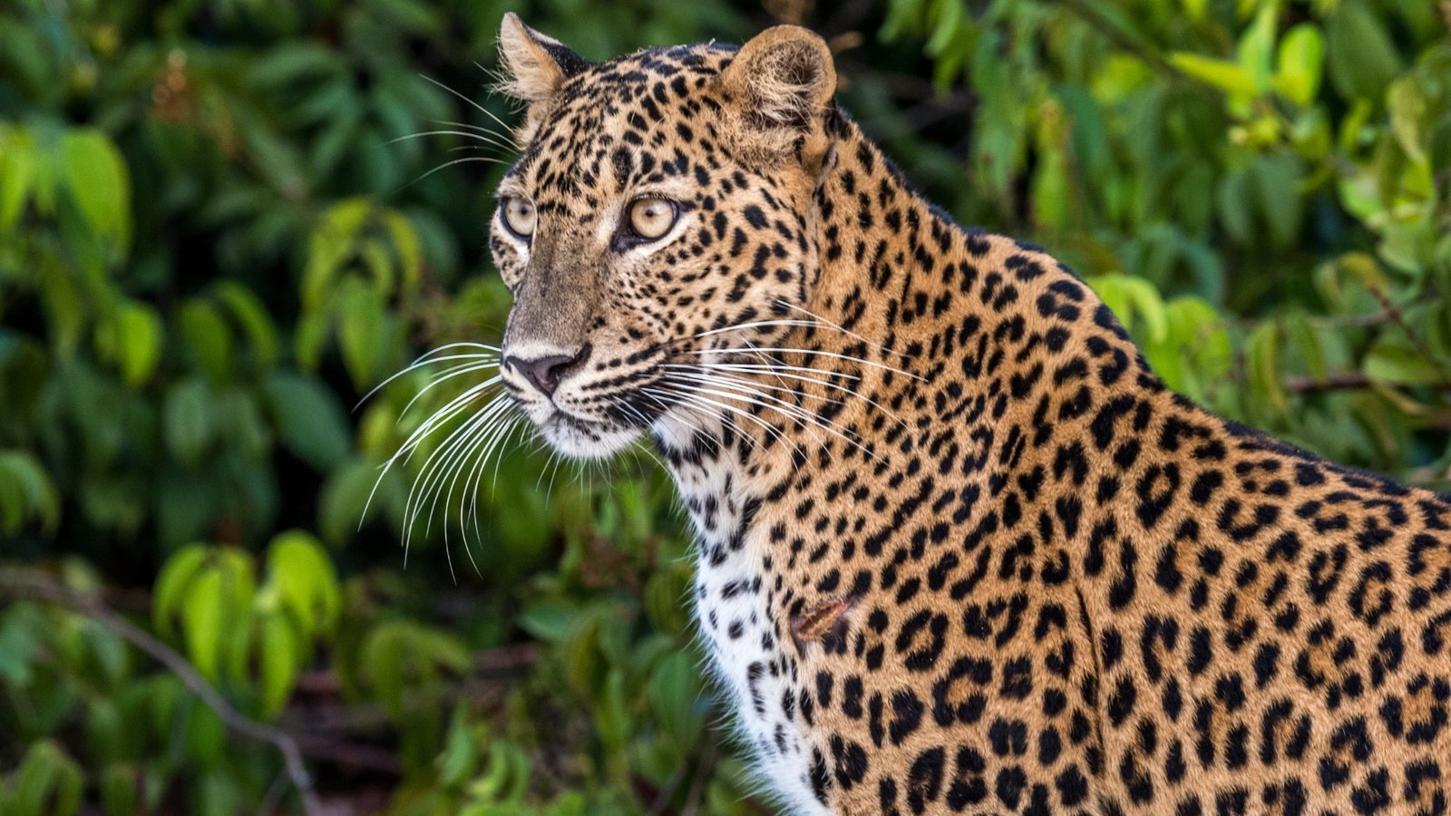 Safari in Wilpattu National Park, Sri Lanka