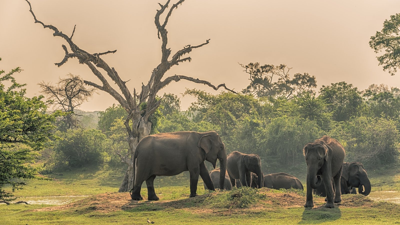 Wildlife in Yala National Park, Sri Lanka