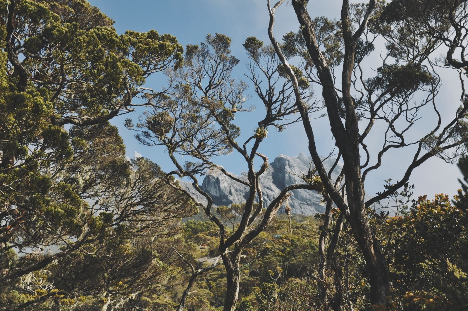 Tropical forest at the foot of Mount Kinabalu, Borneo