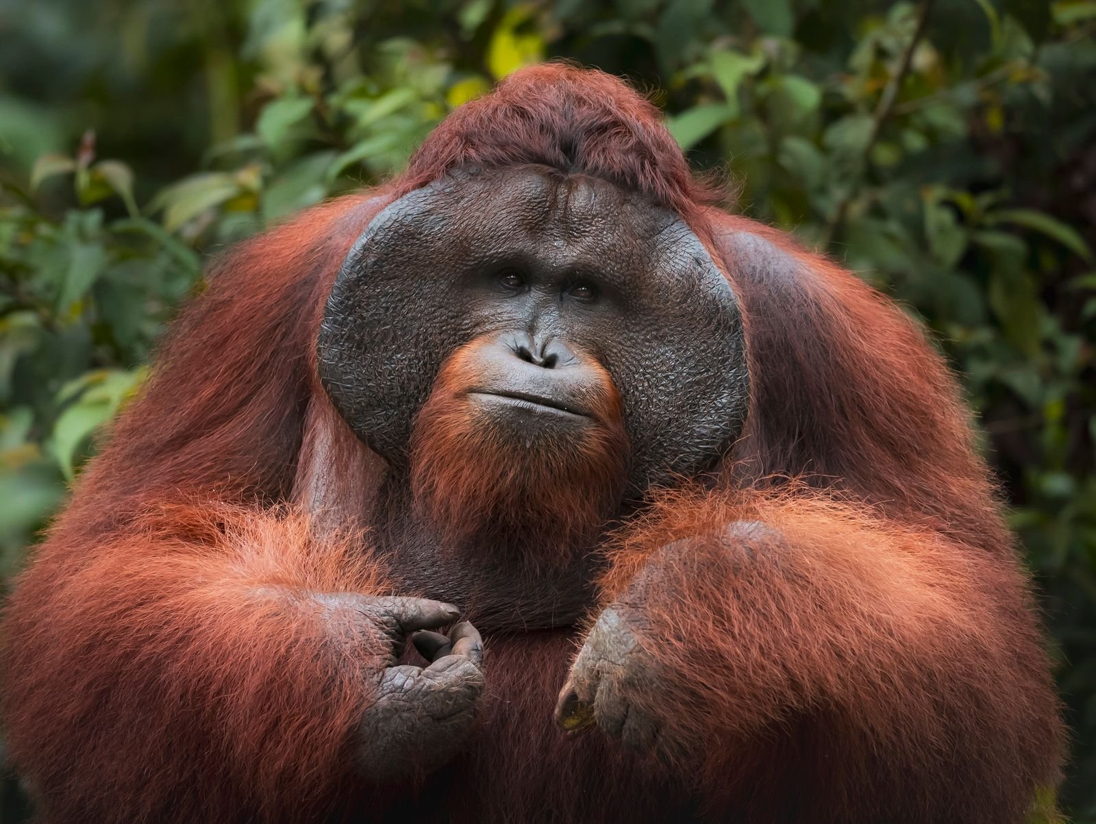 Bornean orangutan amid green foliage