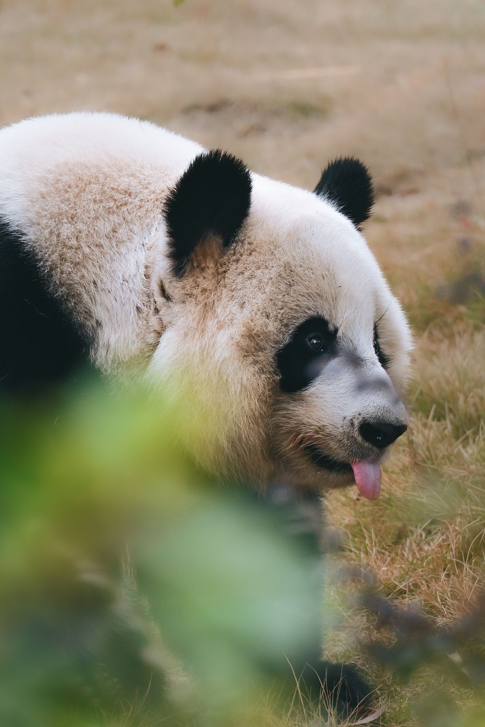 Giant panda in Chengdu, China