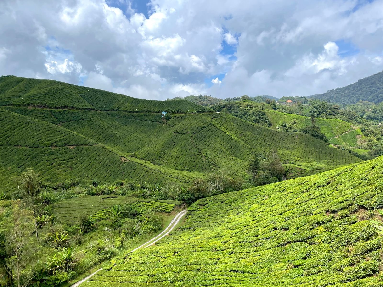 Green tea plantations in Cameron Highlands, Malaysia