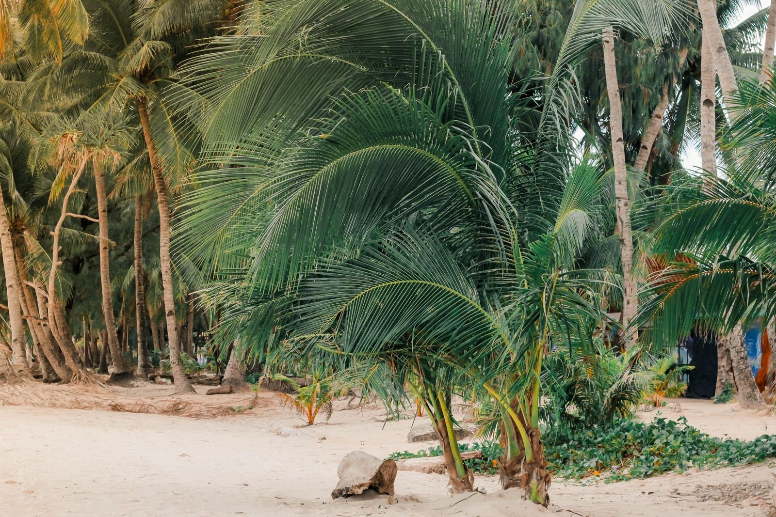 Palm trees on a sandy beach in Boracay, Philippines
