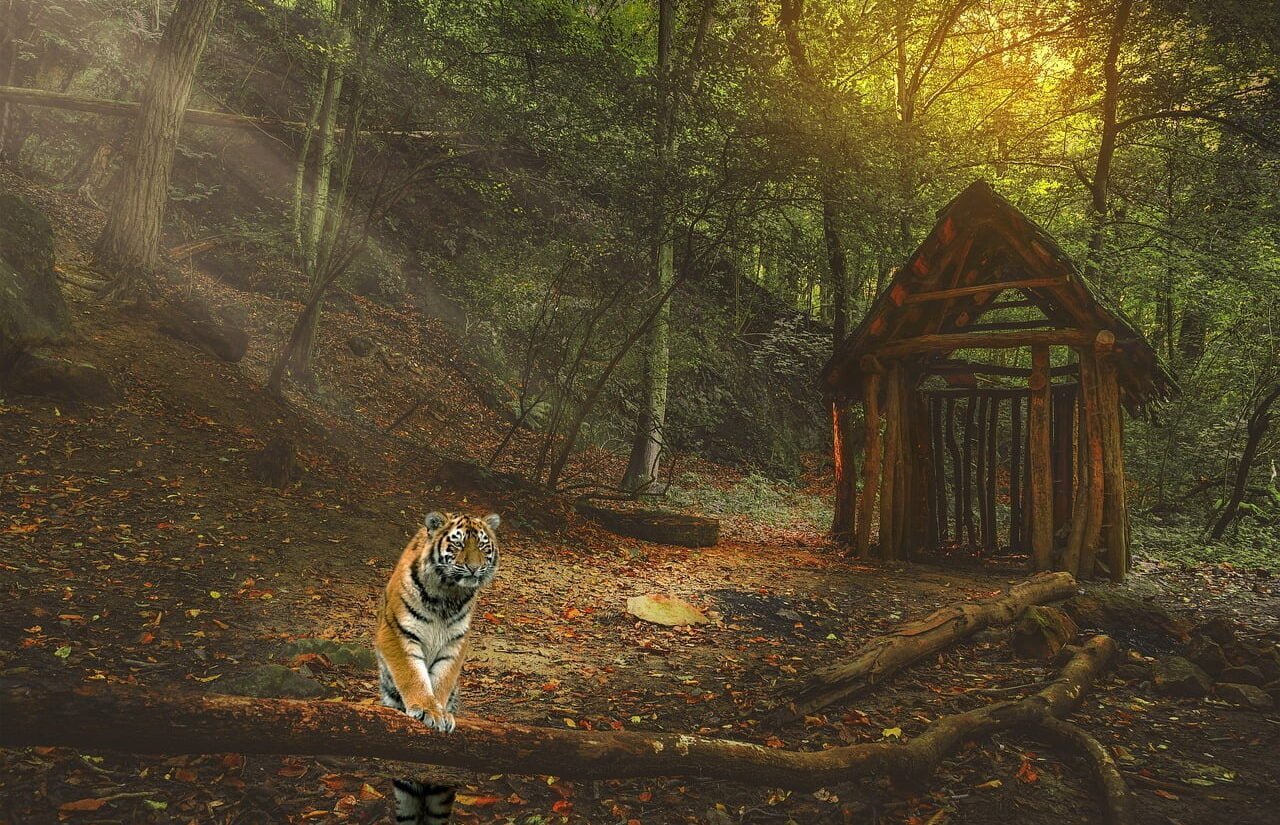 Tiger among trees