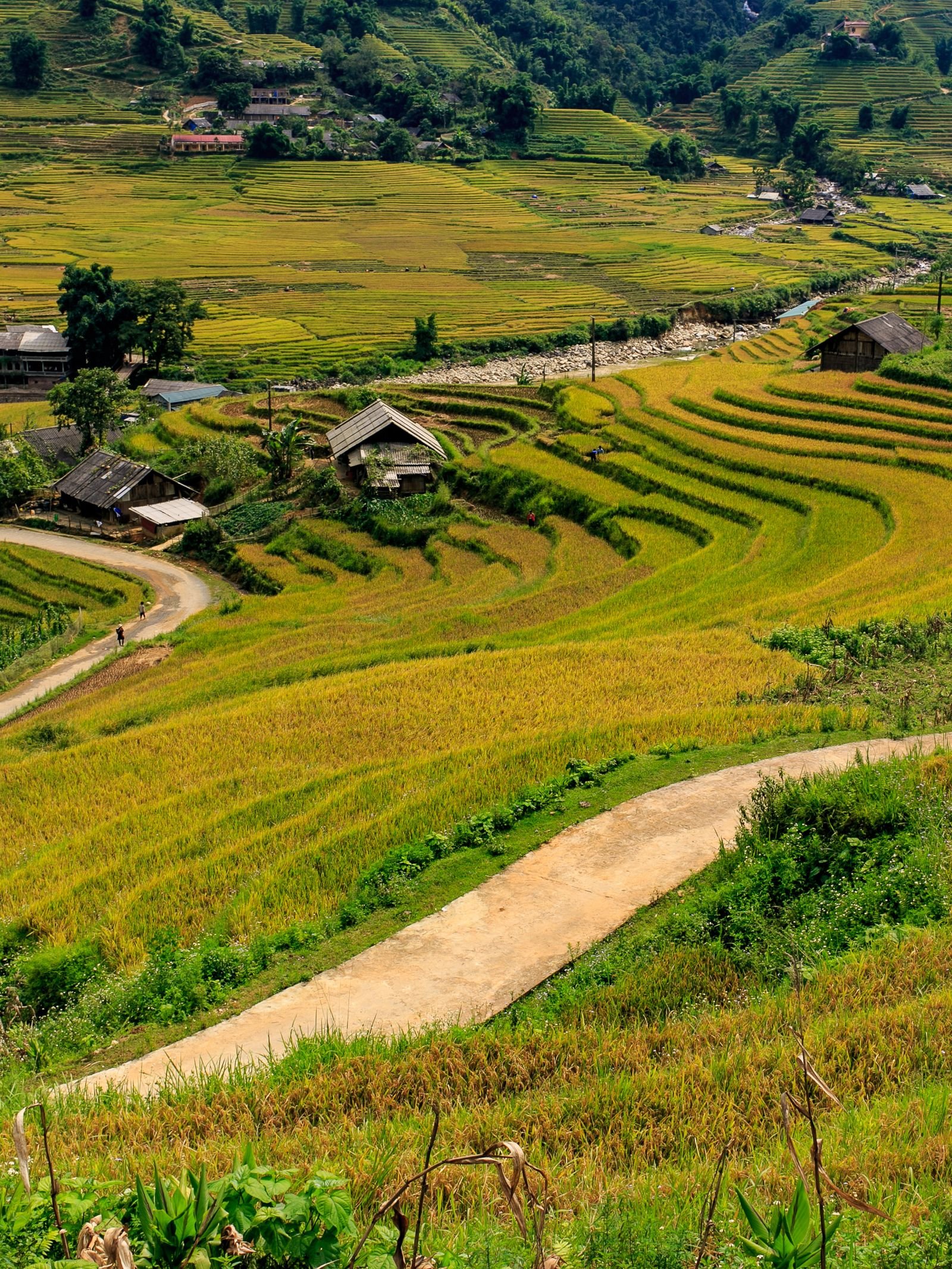Golden rice terraces in Sapa, Vietnam