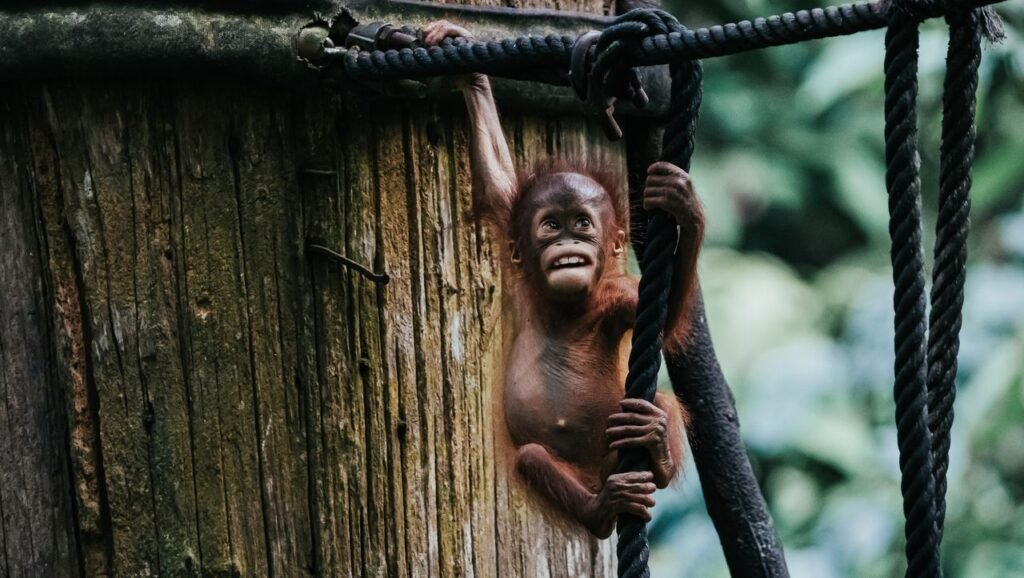A playful young orangutan climbing ropes on a tree in a lush forest setting.